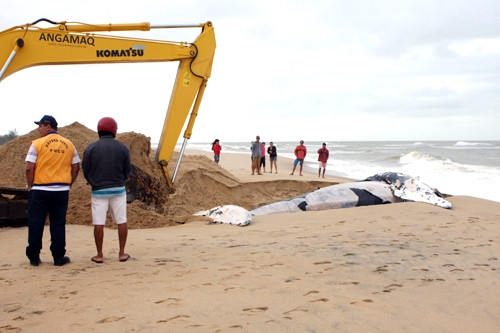 As outras baleias que encalhanram na orla do Farol já foram enterradas (Foto: Gerson Gomes)