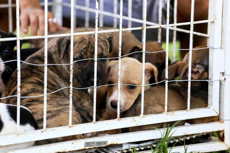 CCZ tira das ruas, mas entrega animais doentes para adoção - Capital -  Campo Grande News