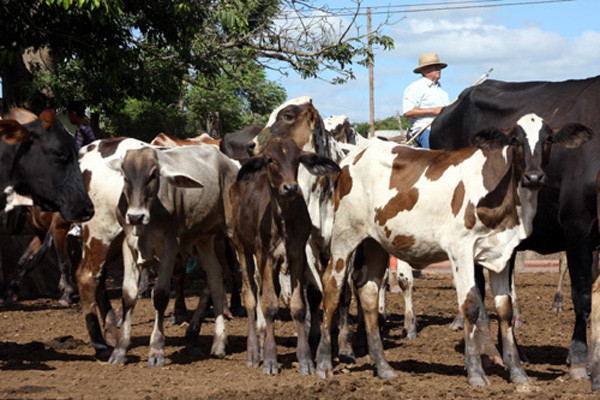 As 60 mil doses serão doadas aos pequenos produtores cadastrados na Defesa Sanitária do Estado e com rebanho de até 70 animais (Foto: Gerson Gomes)