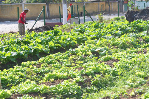 O responsável por uma horta do projeto recebe todo apoio técnico, estrutura, além de uma cesta básica mensalmente (Foto: Divulgação)