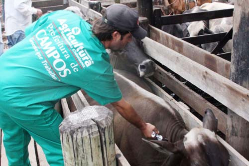 A Secretaria comprou de 60 mil doses para aplicar em animais dos pequenos produtores do município (Foto: Gerson Gomes)