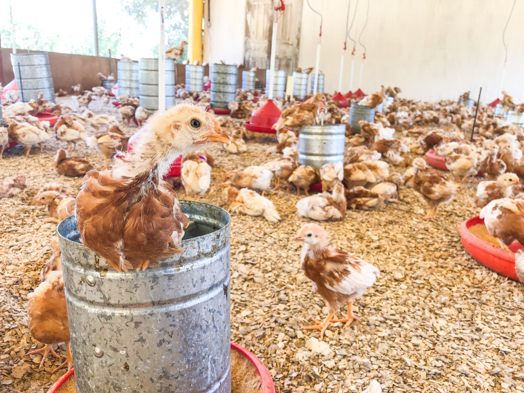 Galinha caipira: aprenda sobre as aves