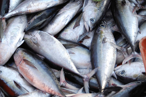 Pesquisa foi realizada nas bancas do Mercado Municipal (Foto: Divulgação)