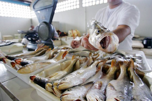 A Secretaria de Defesa do Consumidor (Procon-Campos) realizou na segunda e terça-feira (21 e 22) uma extensa pesquisa com os preços do peixe. (Foto: Divulgação)