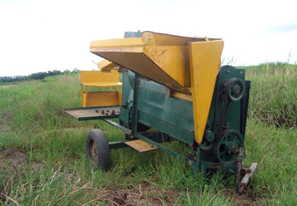 Estão sendo cultivados dois hectares de arroz da variedade de Epagri 109 (Foto: Divulgação)