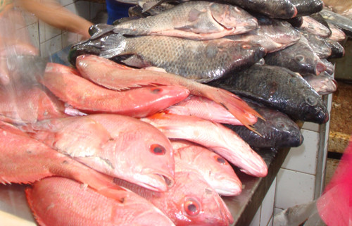 Peixes como o pargo (foto) e a tainha são encontrados com diferenças de até 150% de uma banca para outra (Foto: Divulgação)