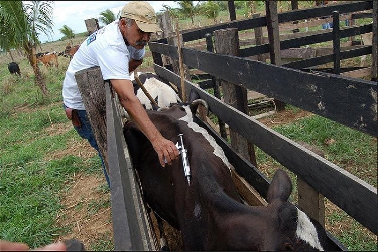  (Foto: Divulgação / Agricultura)