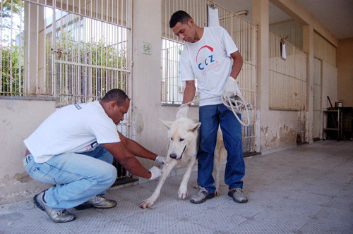 Os animais, a maioria, são cães e gatos abandonados pelos donos (Foto: Secom)