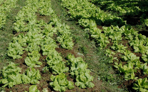 Através do Projeto de horta na escola, crianças podem interagir com a natureza (Foto: Antônio Leudo)