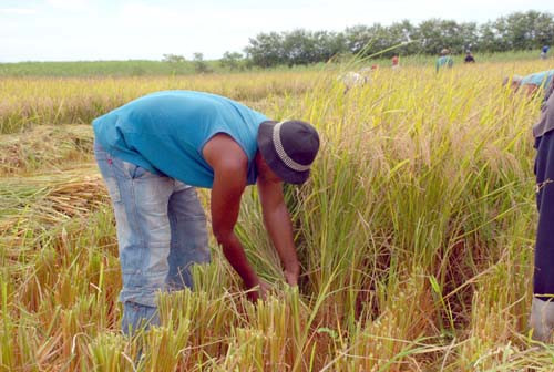 O arroz plantado no Norte do município é um dos produtos da região que podem reforçar a merenda escolar (Foto: Antônio Leudo)