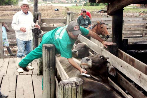 A meta era vacinar 35 mil animais, mas o número de doses aplicadas superaram a expectativa e, dentro da primeira etapa da Campanha Nacional de Vacinação contra Febre Aftosa, a secretaria de Agricultura imunizou gratuitamente 46.482 mil bovinos e (Foto: Gerson Gomes)