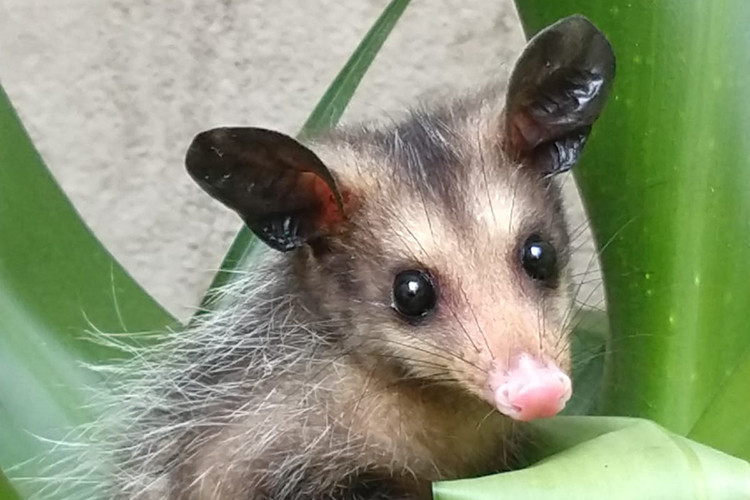 Você conhece esses animais recordistas?