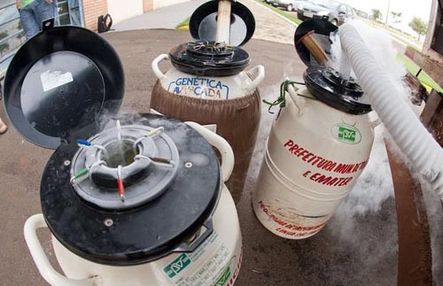 O sétimo Núcleo de Inseminação inaugurado esta semana, da mesma forma que os demais, conta com um bujão de embriões resfriado em gás nitrogênio (Foto: Divulgação)