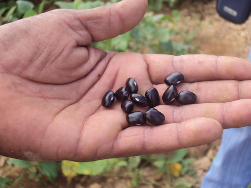 O Programa Banco de Sementes da secretaria municipal de Agricultura e Pesca começa a dar frutos (Foto: Divulgação)