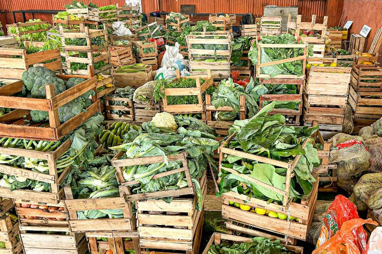  (Foto: Secretaria de Agricultura / Divulgação)