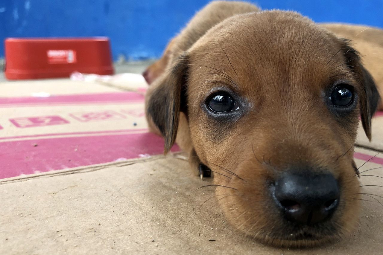  (Foto: César Ferreira)