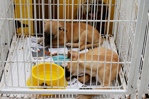 Os visitantes da feira que queiram levar um cão ou gato para casa poderão fazê-lo com auxílio da equipe do órgão (Foto: Check)