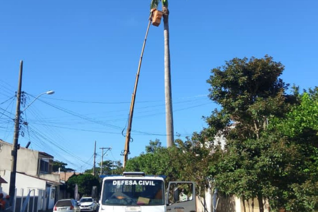  (Foto: Secretaria de Meio Ambiente / Divulgação)