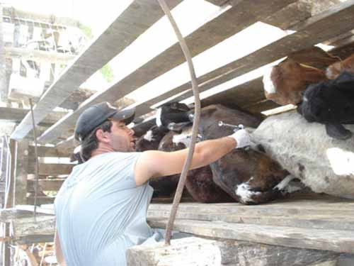 Para participar da campanha os pequenos produtores devem ter cadastro oficial junto à Defesa Sanitária do Estado e na secretaria de Agricultura e Pesca (Foto: Divulgação)