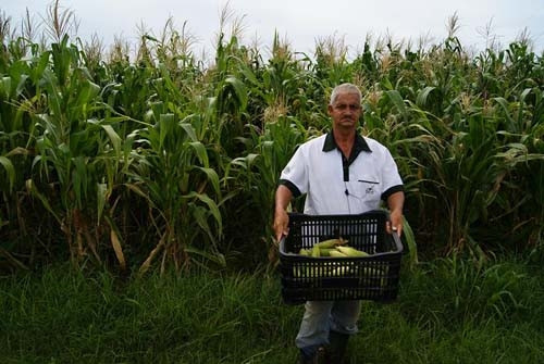 Em áreas menores, disponibilizamos as sementes e o plantio é feito de forma manual, para que todos estejam plantando agora para que tenhamos a colheita até o final de janeiro. (Foto: Divulgação)