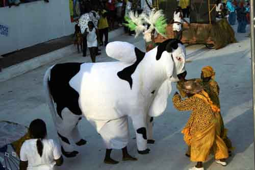 Os boi pintadinhos de Campos já estão preparados para o Desfile Oficial da agremiação (Foto: Antônio Leudo)