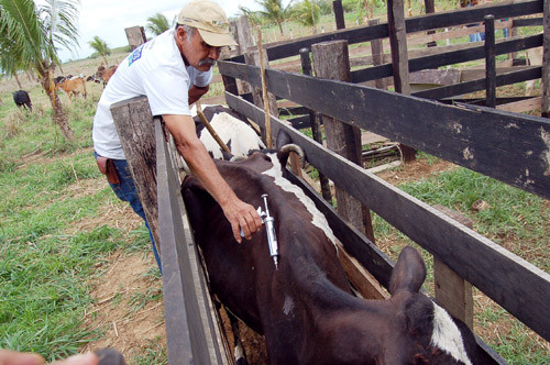 Termina nesta quarta-feira (30), a Campanha de Vacinação contra a Febre Aftosa (Foto: Check)