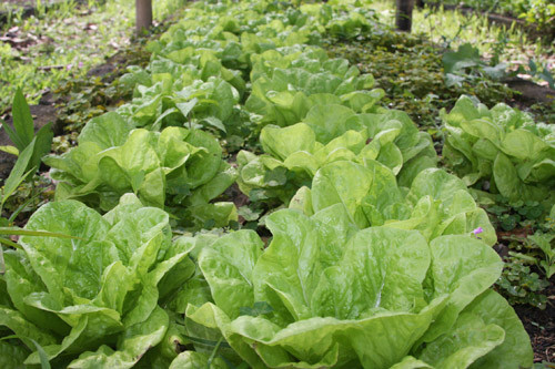 Sementes, maquinários e técnicos para orientação quanto à forma de cultivo de legumes e verduras fazem parte da responsabilidade da PMCG (Foto: Gerson Gomes)