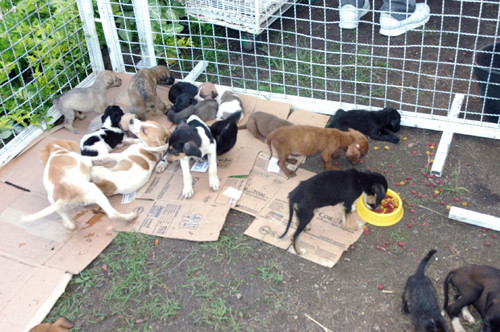 Para terem acesso à licença de posse dos animais adotados, os interessados devem portar Carteira de Identidade e CPF, bem como um Comprovante de Residência (Foto: Check)