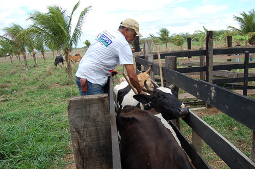De acordo com o levantamento do Departamento de Veterinária, cerca de 1,4 mil pequenos produtores com rebanho de até 70 animais foram atendidos pelas equipes (Foto: Check)