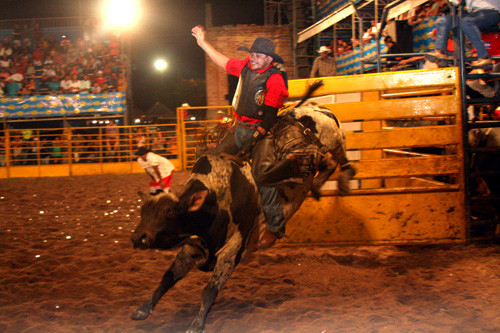 A Companhia de Rodeio Tony Nascimento é uma das atrações da 269ª edição da Festa de Santo Amaro, padroeiro da Baixada Campista (Foto: Gerson Gomes)