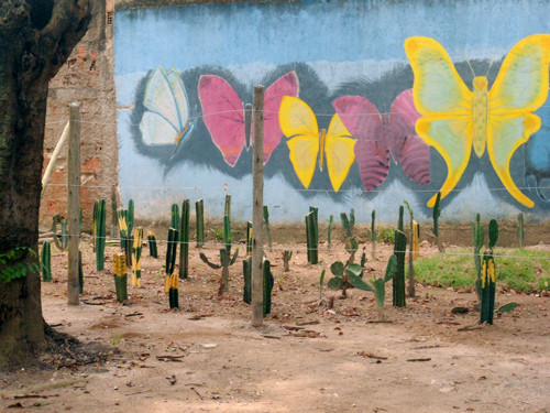O cactário dispõe de, aproximadamente, cinco espécies de cactus a serem conhecidos por visitantes e estudiosos (Foto: Divulgação)