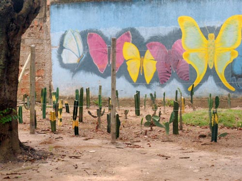 O cactário é um dos destaques do Horto Municipal, que pode ser visitado pelos campistas diariamente (Foto: Divulgação)