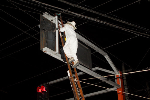 A Defesa Civil faz o serviço de retirada de abelhas em todo município, basta a solicitação (Foto: Antônio Leudo)