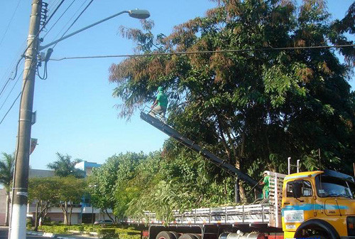 No mês de dezembro, foram mais de 519 podas de árvores e removidas 33 árvores mortas  com risco de queda (Foto: Divulgação)