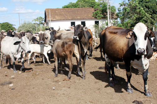 O objetico do leilão é  investir no melhoramento do rebanho leiteiro (Foto: Gerson Gomes)