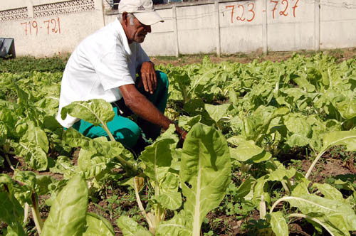 Vários terrenos em Campos foram transformados em espaço de hortas comunitárias (Foto: Gerson Gomes)