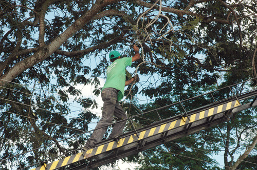 A Secretaria municipal de Meio Ambiente, através do Setor de Arborização, realiza regularmente, em todo o município, o serviço de poda e corte de árvores em vias públicas (Foto: Check)