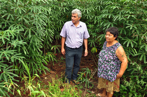 Além de ceder tratores, arados grades, para preparar o solo, a Secretaria de Agricultura também cedeu moderna plantadeira de rama de aipim, que proporciona aos pequenos produtores a retomada do cultivo (Foto: César Ferreira)