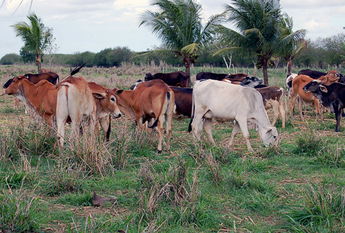 As vacinas contra estas doenças serão ministradas em animais de pequenos produtores rurais (Foto: Check)