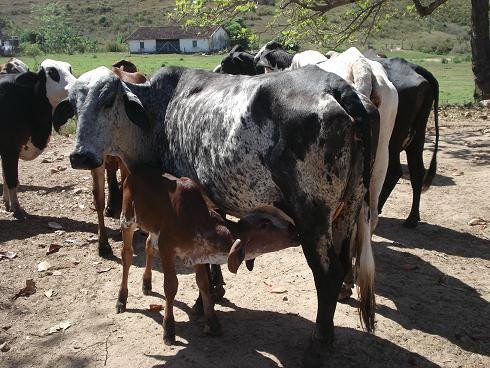 A Secretaria Municipal de Agricultura e Pesca, através do Programa de Melhoramento Genético, disponibiliza acompanhamento técnico para o melhoramento genético do rebanho leiteiro (Foto: Divulgação)