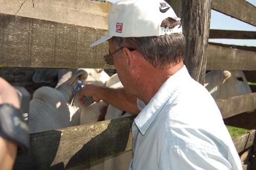 A vacinação contra aftosa começou no dia 1º (Foto: Divulgação)