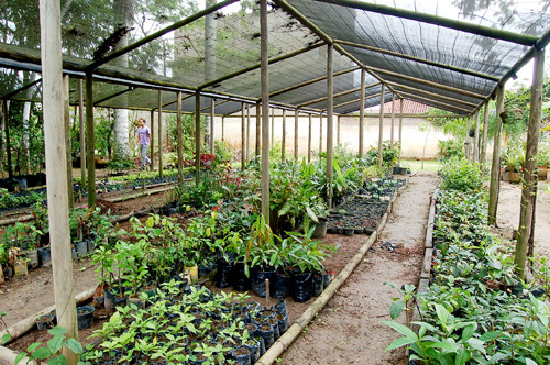 O objetivo desta iniciativa do departamento é de elevar o número de árvores dentro do município de Campos, ampliando as condições favoráveis de vida da população (Foto: Check)