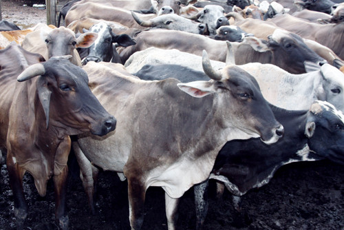 O Departamento de Veterinária da Secretaria Municipal de Agricultura e Pesca confirmou na manhã desta quinta-feira (17), a cobertura vacinal de 20 mil cabeças de gado (Foto: Gerson Gomes)