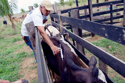 O trabalho, com as pequenas propriedades rurais, foi feito através da Secretaria de Agricultura (Foto: Check)