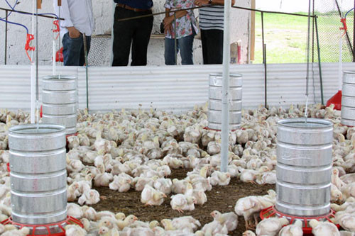 As duas fases de testes para produção de frangos, através do programa municipal de incentivo a avicultura empresarial, foram executadas com sucesso (Foto: Divulgação)