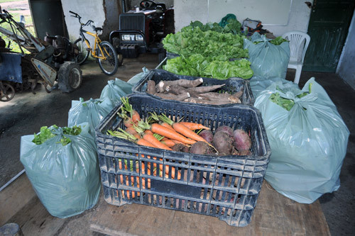 Vários tipos de hortliças serão doadas para as entidades (Foto: Rogério Azevedo)