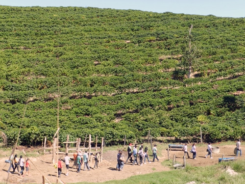 A reintrodução da cultura do café no norte de Campos ocorre a partir do trabalho de parceria (Foto: Divulgação)