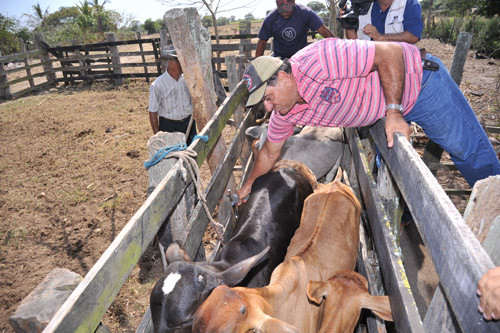 A Secretaria Municipal de Agricultura e Pesca cumpriu a determinação do Núcleo de Defesa Agropecuária e vacinou 30 mil animais de até dois anos de idade na segunda etapa da Campanha Nacional contra Febre Aftosa (Foto: Rogério Azevedo)