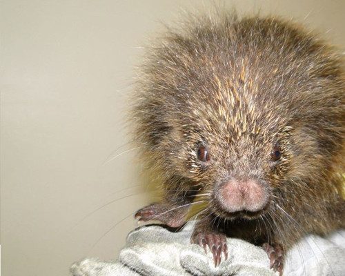 Nova ação do Grupamento Ambiental, órgão ligado à Guarda Civil Municipal, terminou em duas apreensões de animais que se encontravam fora de seu habitat normal, nesta segunda-feira (10). (Foto: Divulgação)