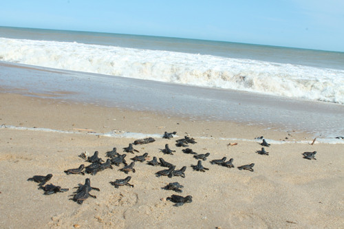 Além da soltura de tartarugas, estão sendo desenvolvidas diversas atividades de educação ambiental durante toda a semana, no estande localizado na orla da praia (Foto: Secom)